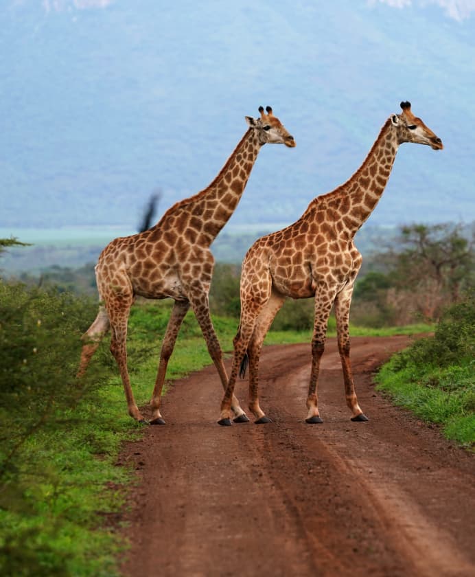CI Africa Unparalled Access