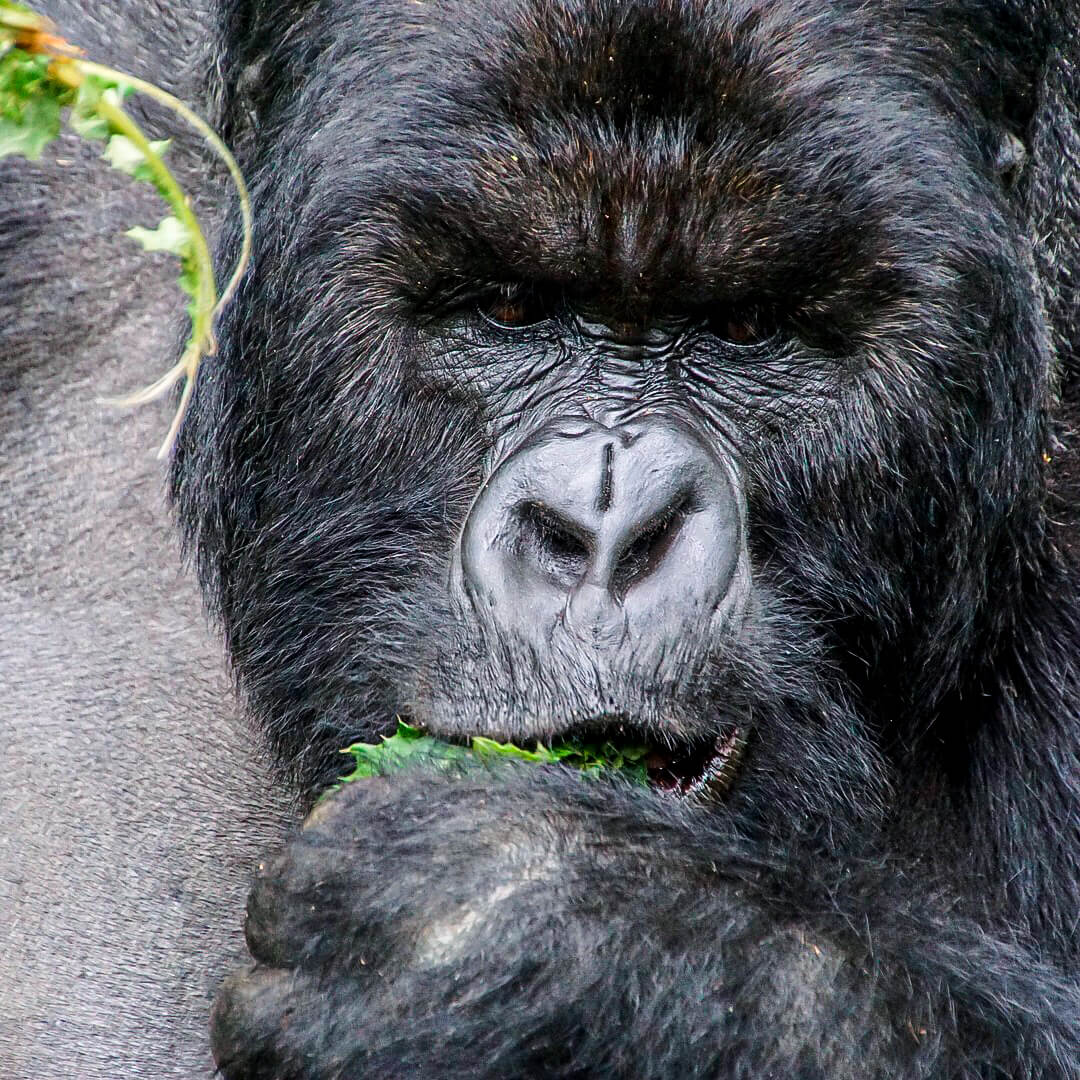 Gorilla Trekking - Tully Luxury Travel
